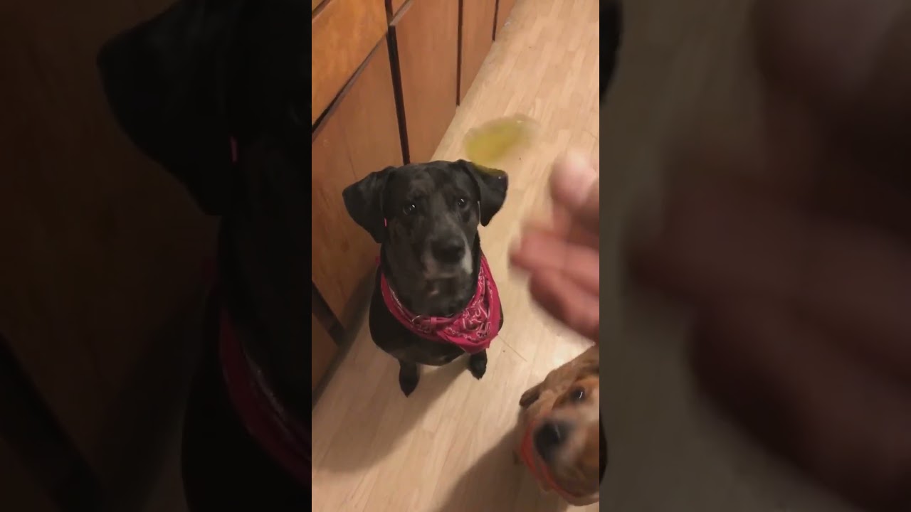 Dog Wanted to Try Pickles...Finds Out She HATES Pickles!