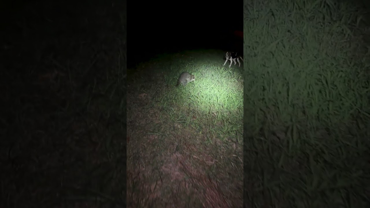 Dog Wants To Play With Raccoon But isn't Prepared For it