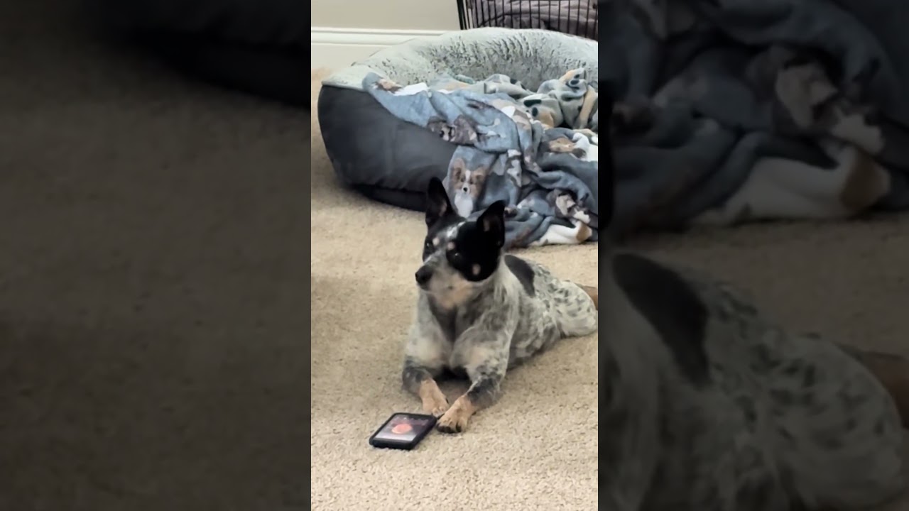 Dog Watches TikTok On Smart Phone