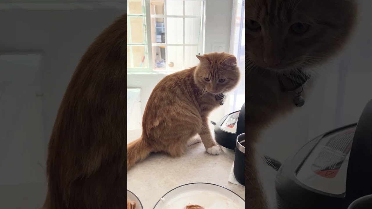 These pets are ready to FEAST! 🤣🍗 #Pupppy #Cat #Pets #Thanksgiving