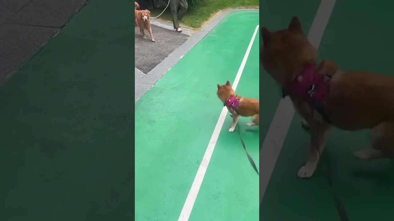Excited Shiba Inu Spins Around When Seeing Another Dog