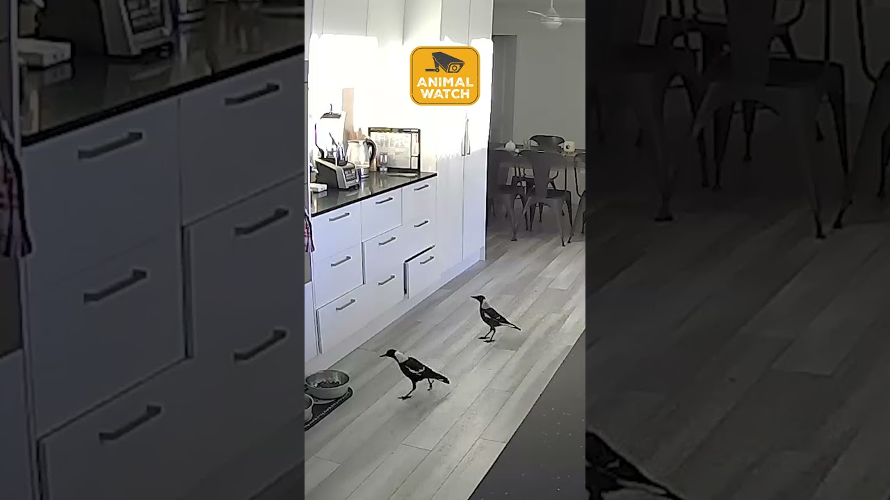 🚨 Caught On Camera | Pet Food Thieves
