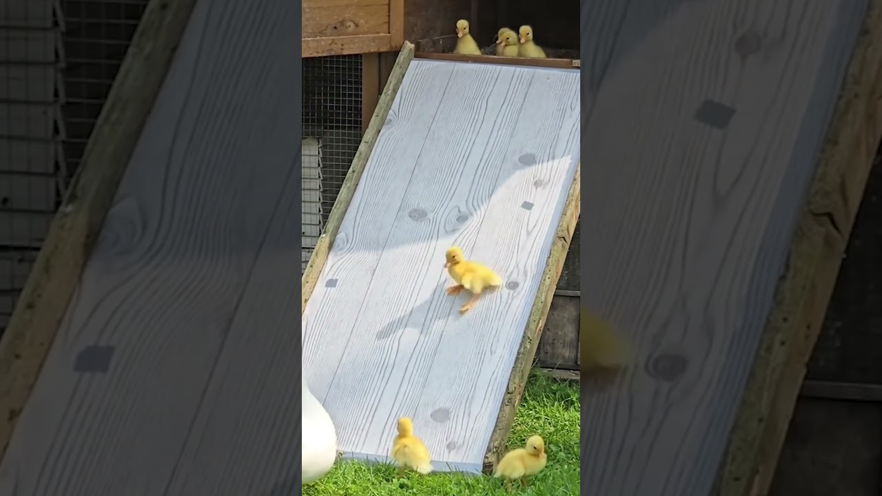 Farmers Build A Slide For Their Ducklings