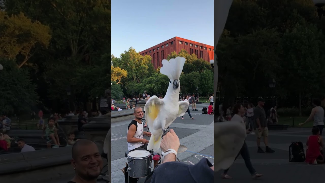 Fishermen Help Rescue Injured Sea Turtle