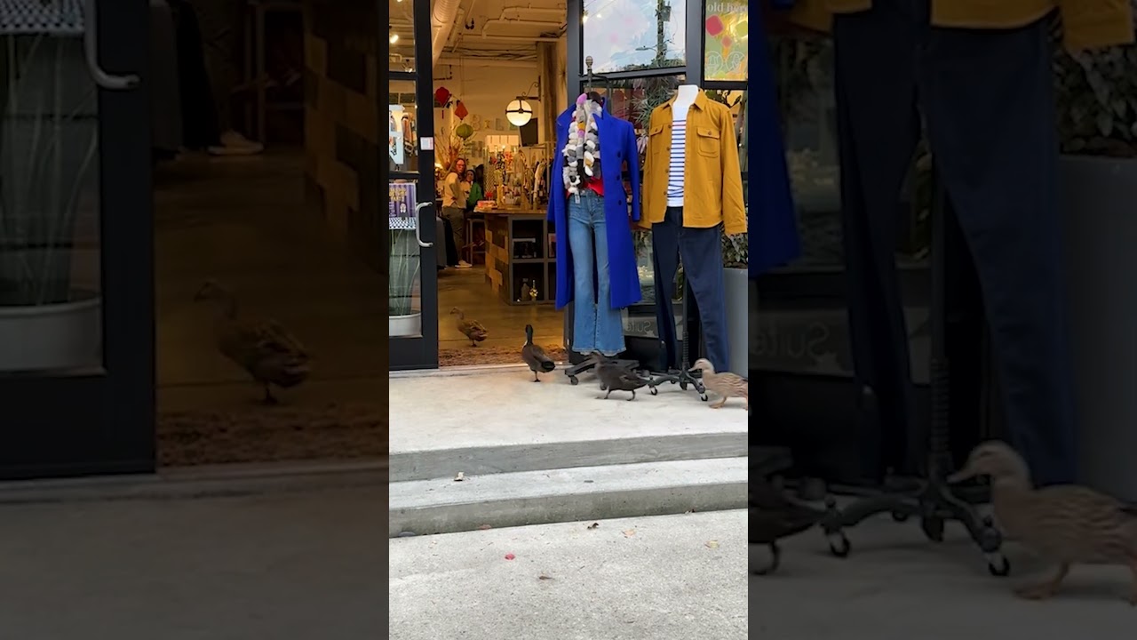 Flock Of Ducks Invade Store