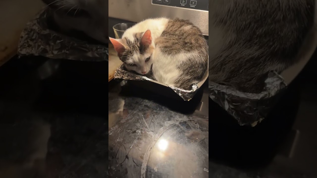 Found My Cat Napping on My Brownie Tray