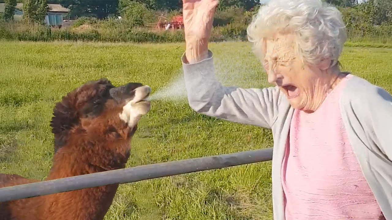 FUNNIEST Pets Of 2025! 😂 |The BEST of the YEAR