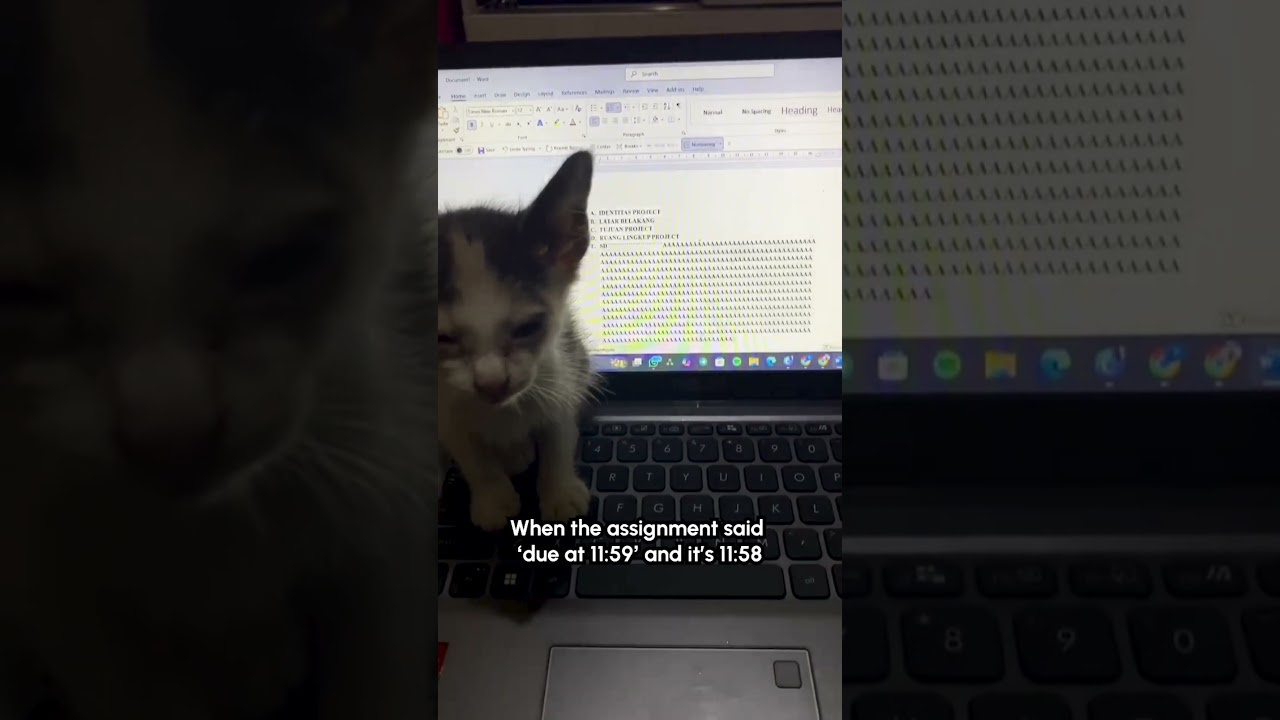 Funny Kitten Presses Screaming Keys On Laptop