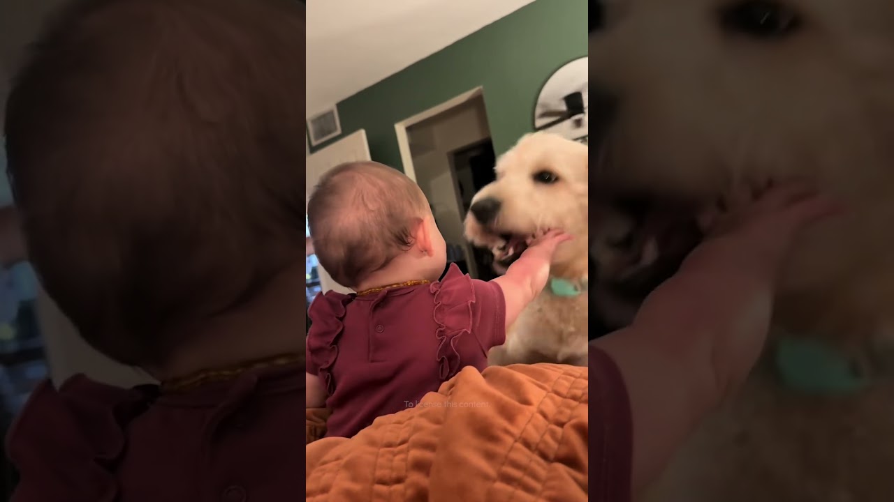 Just two babies being adorable together! 🤣💕 #Dogs #Babies #FunnyDog #Cute