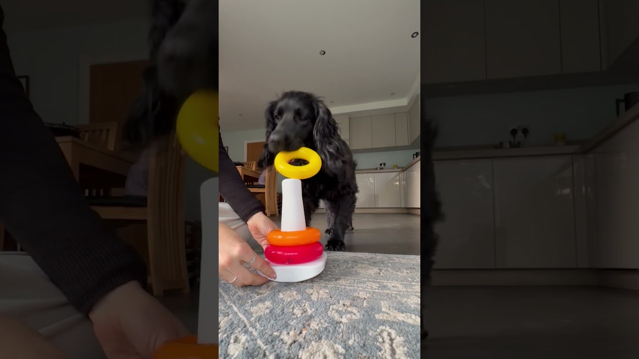 Genius Dog Toy Session