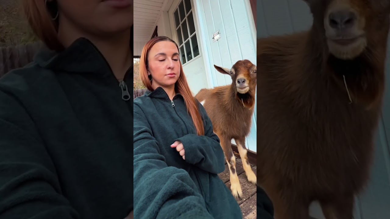 Goats Hilariously Flirt With Woman