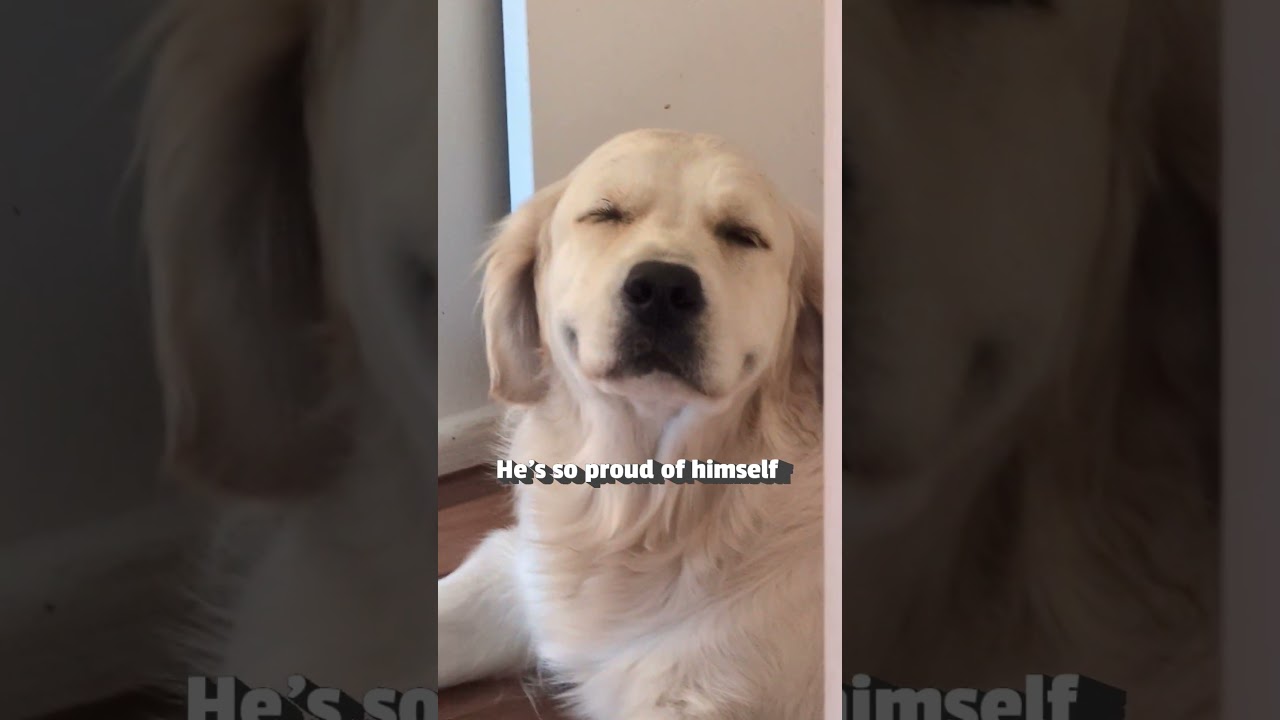 Golden Retriever Feigns Innocence After Eating Rug!