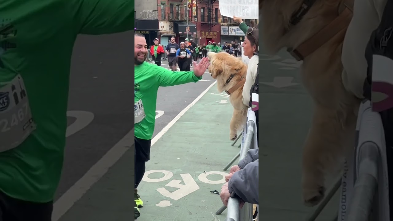 Golden Retriever Gives High-Five's To NYC Marathon Runners!