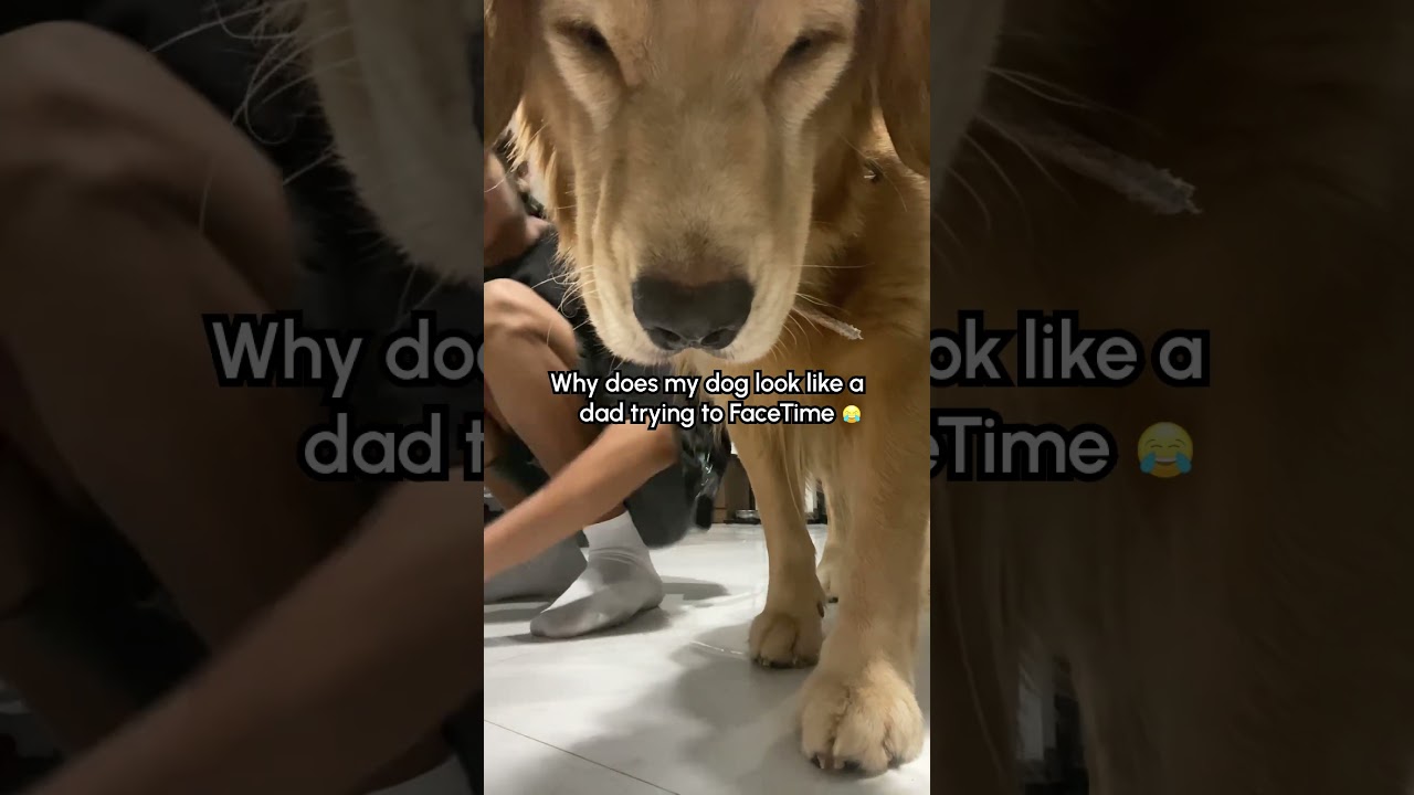 Golden Retriever Ruins Dance Video 🤣