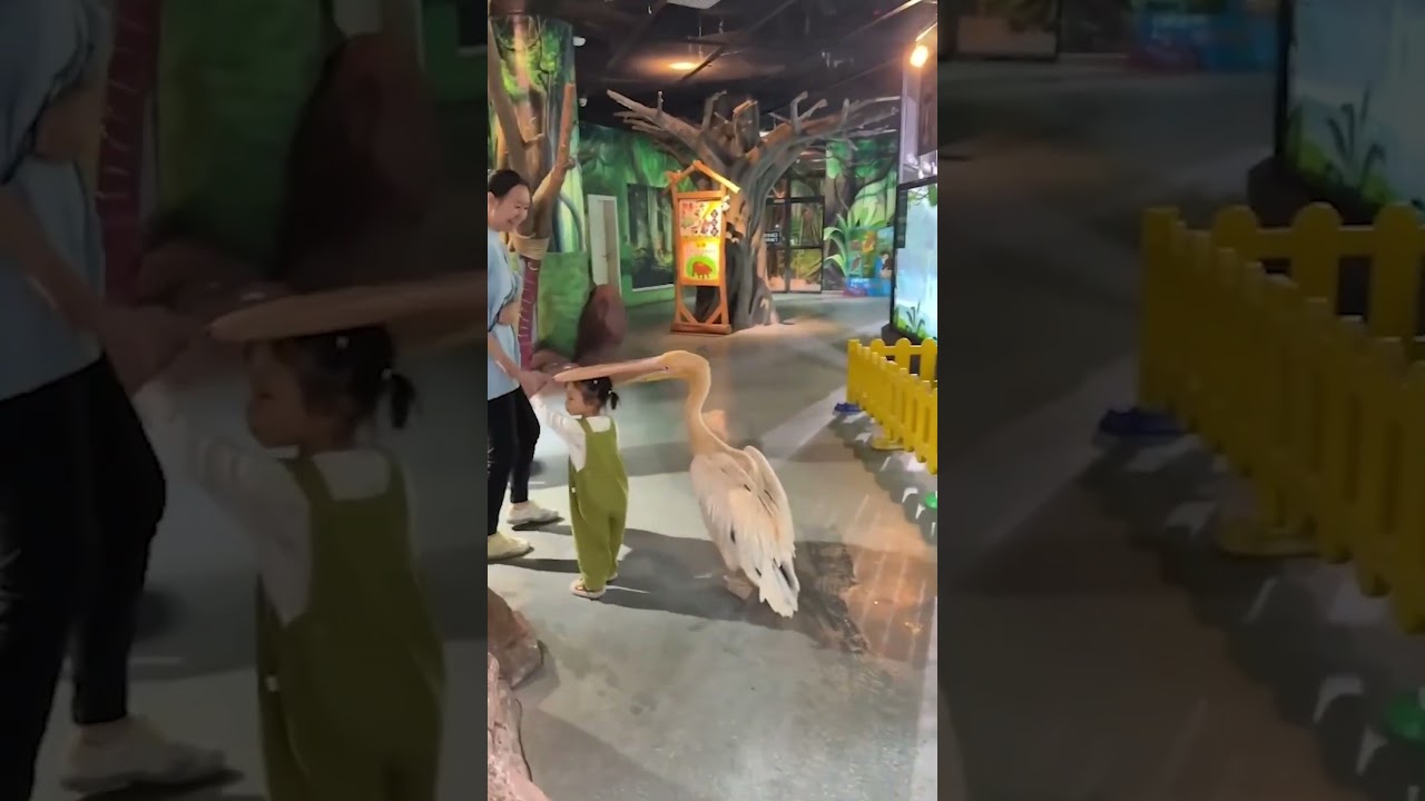 He let the intrusive thoughts win 🤣 #Pelican #Funny #Birds