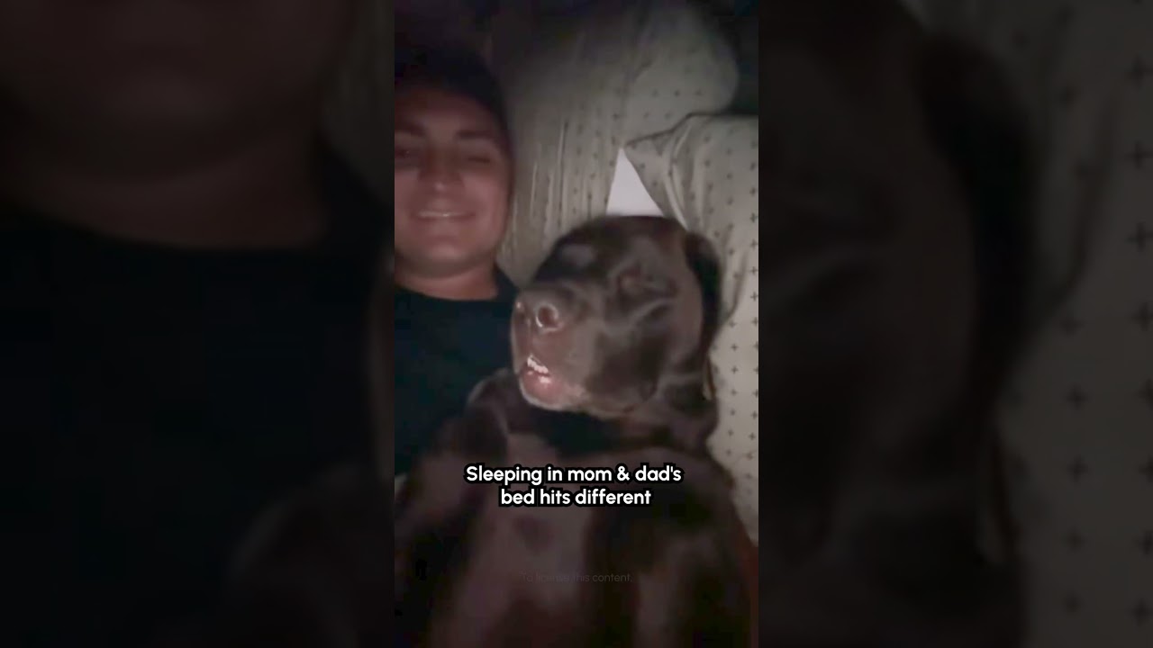 Snoring like she pays the rent!!🙄💤🐕 #Dog #Labrador #DogLife #Funny