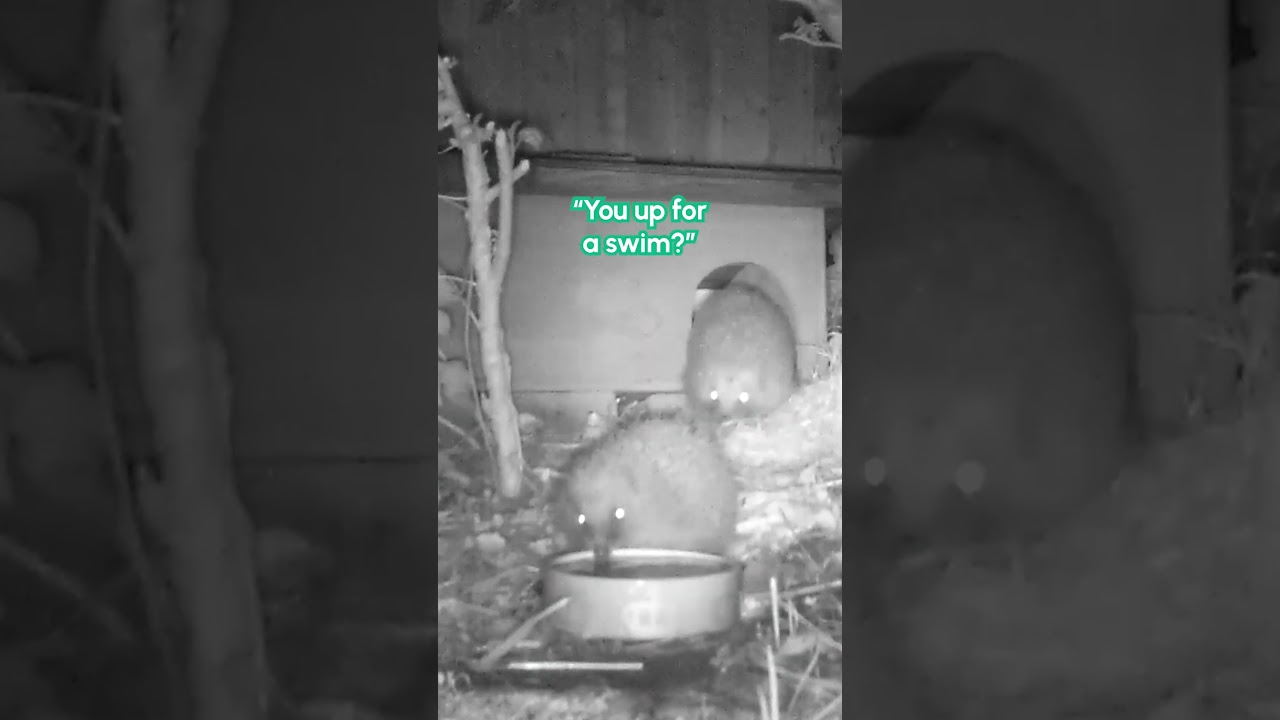 Hedgehog Pushes Other Hedgehog In Water