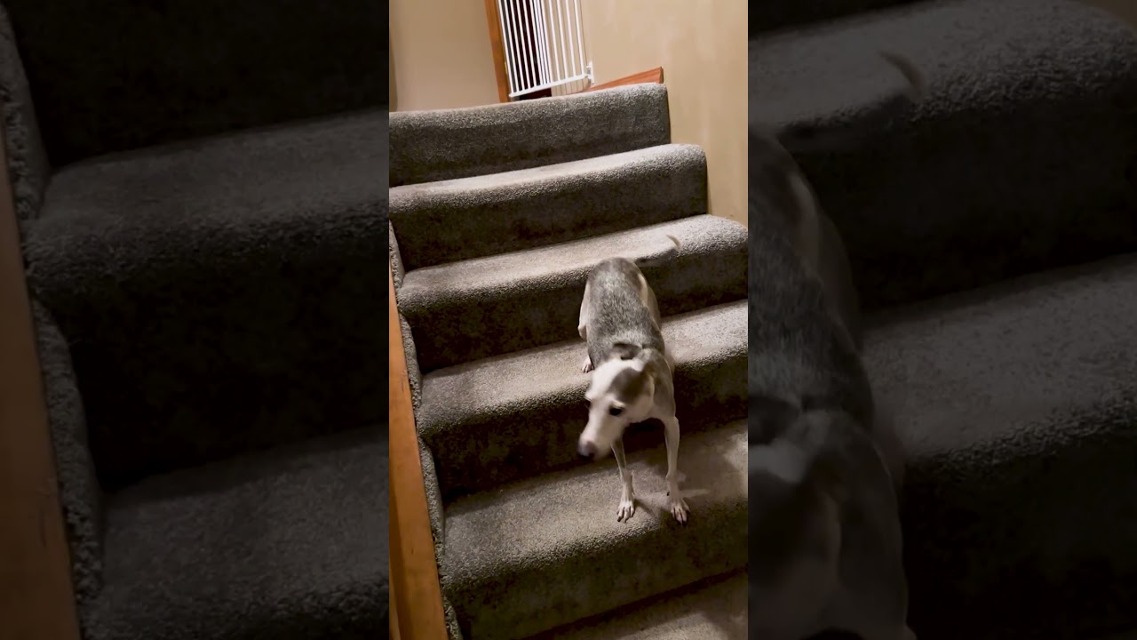 Hilarious Dog Only Goes Up Stairs Backwards