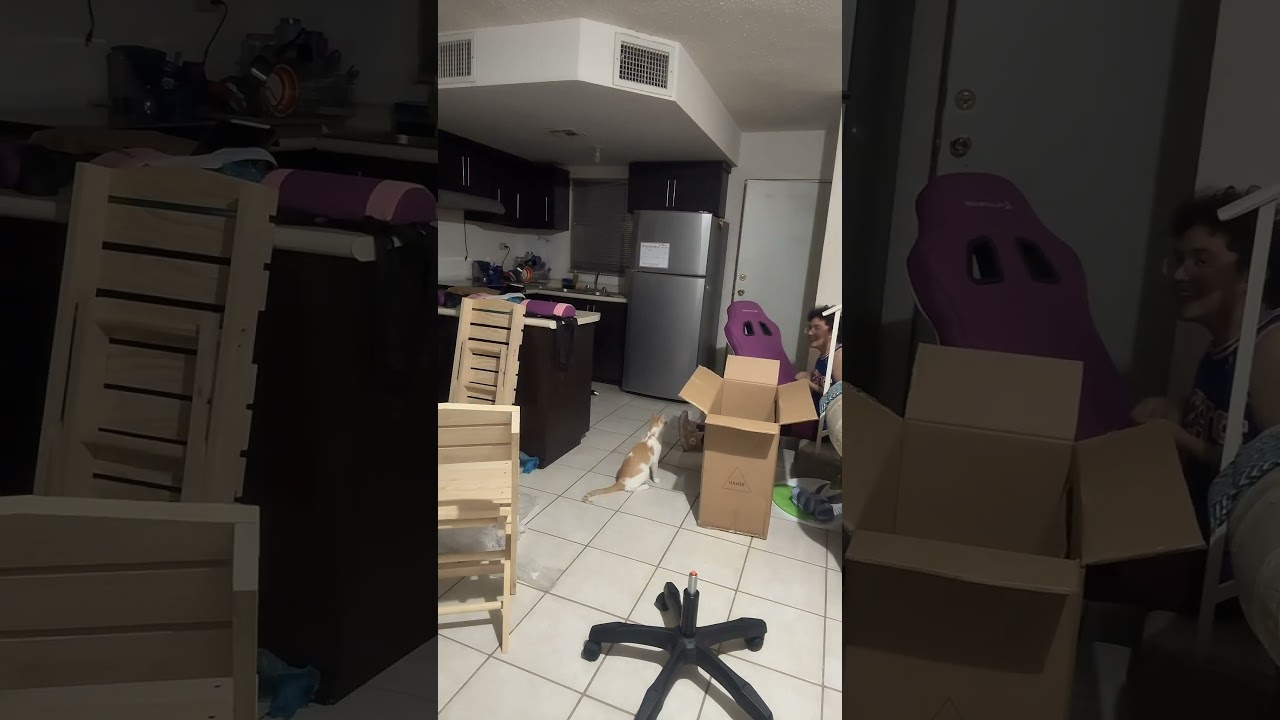 Hilarious Orange Cat Fails Thrice Trying to Climb Into Box