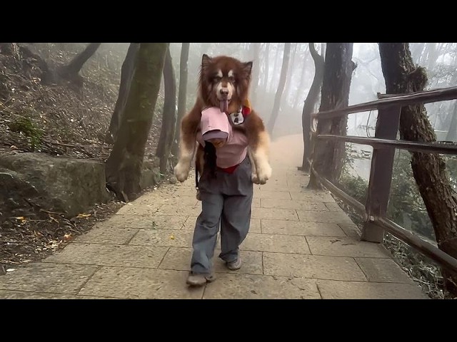 My GIANT Dog Gets a Piggy Back Ride 😂 | FUNNY Trending Pet Shorts