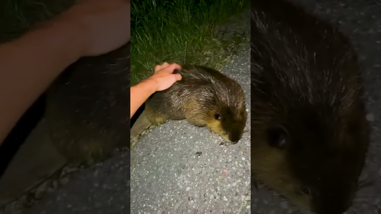 Where do we apply for the beaver distribution system wait list?! 😆🦫💕 #Beaver #Wildlife #AnimalLovers