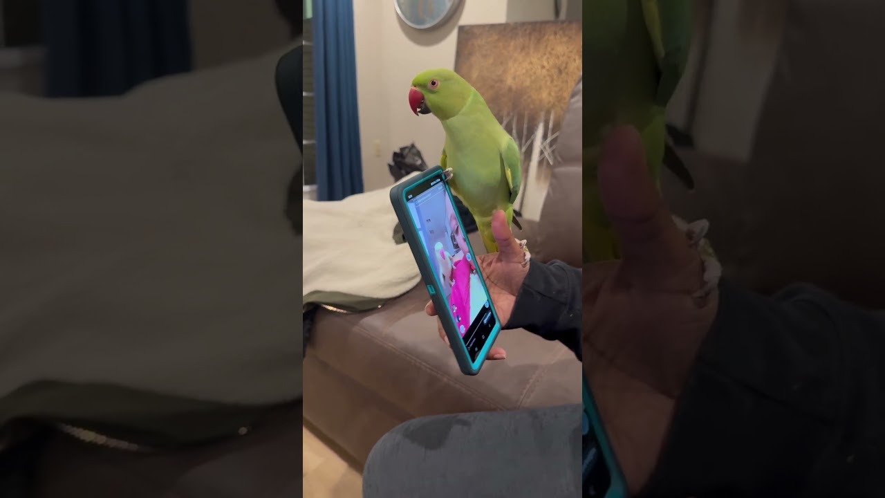 My Bird Has TikTok Vocal Stims... 🤣