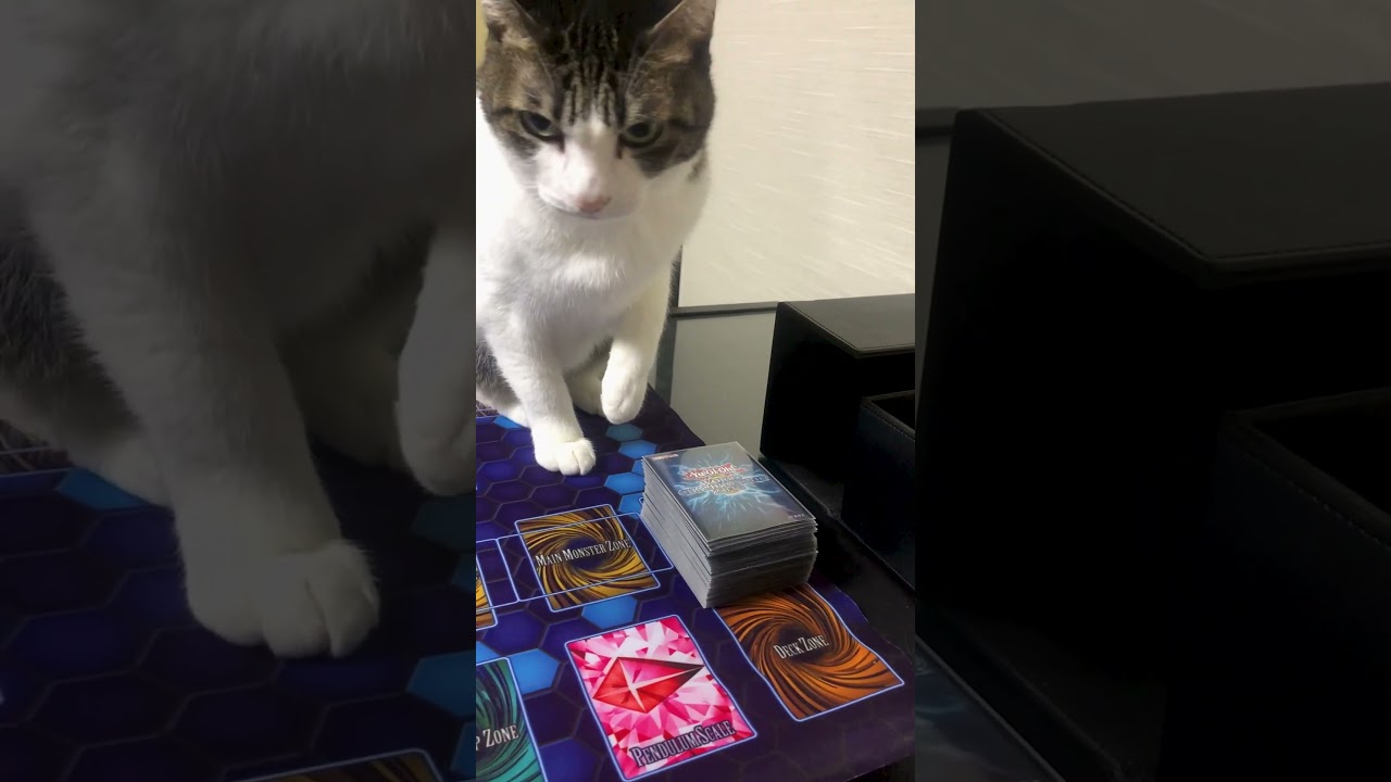 My Cat Won't Let Anyone Touch His Yu-Gi-Oh Cards