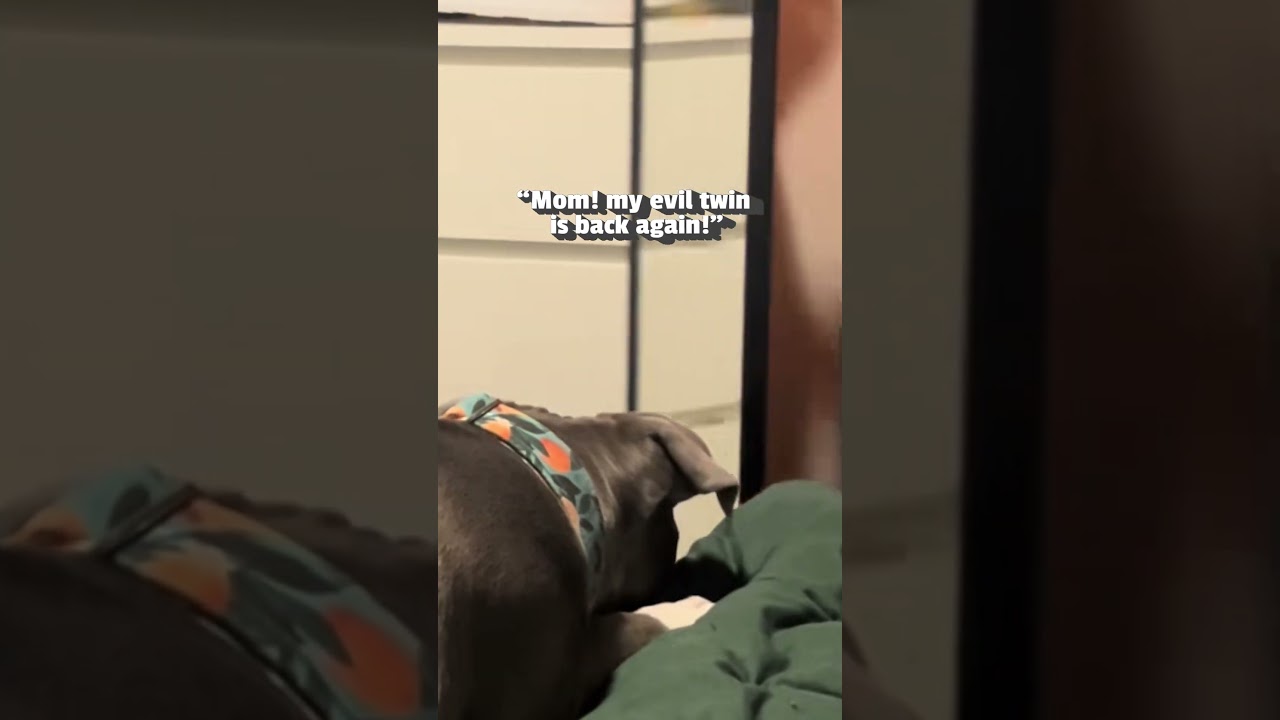 My Dog Hates His Reflection!