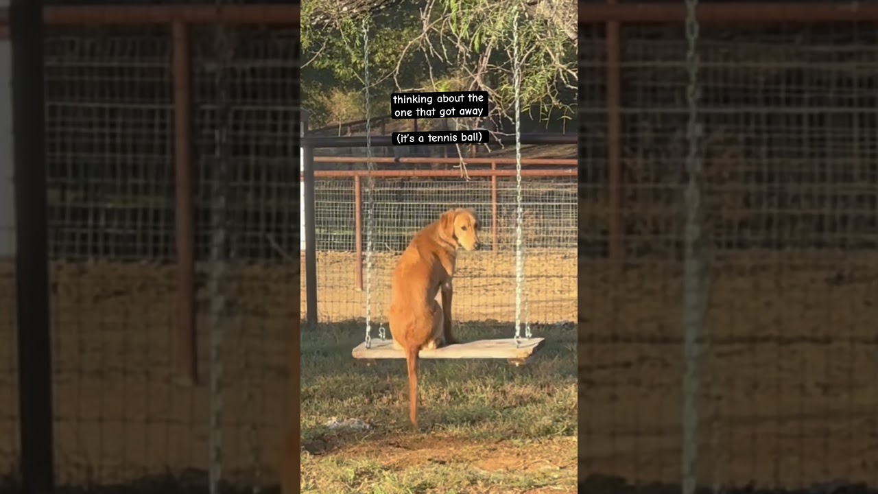 My Dog Is Pondering His Life On This Swing