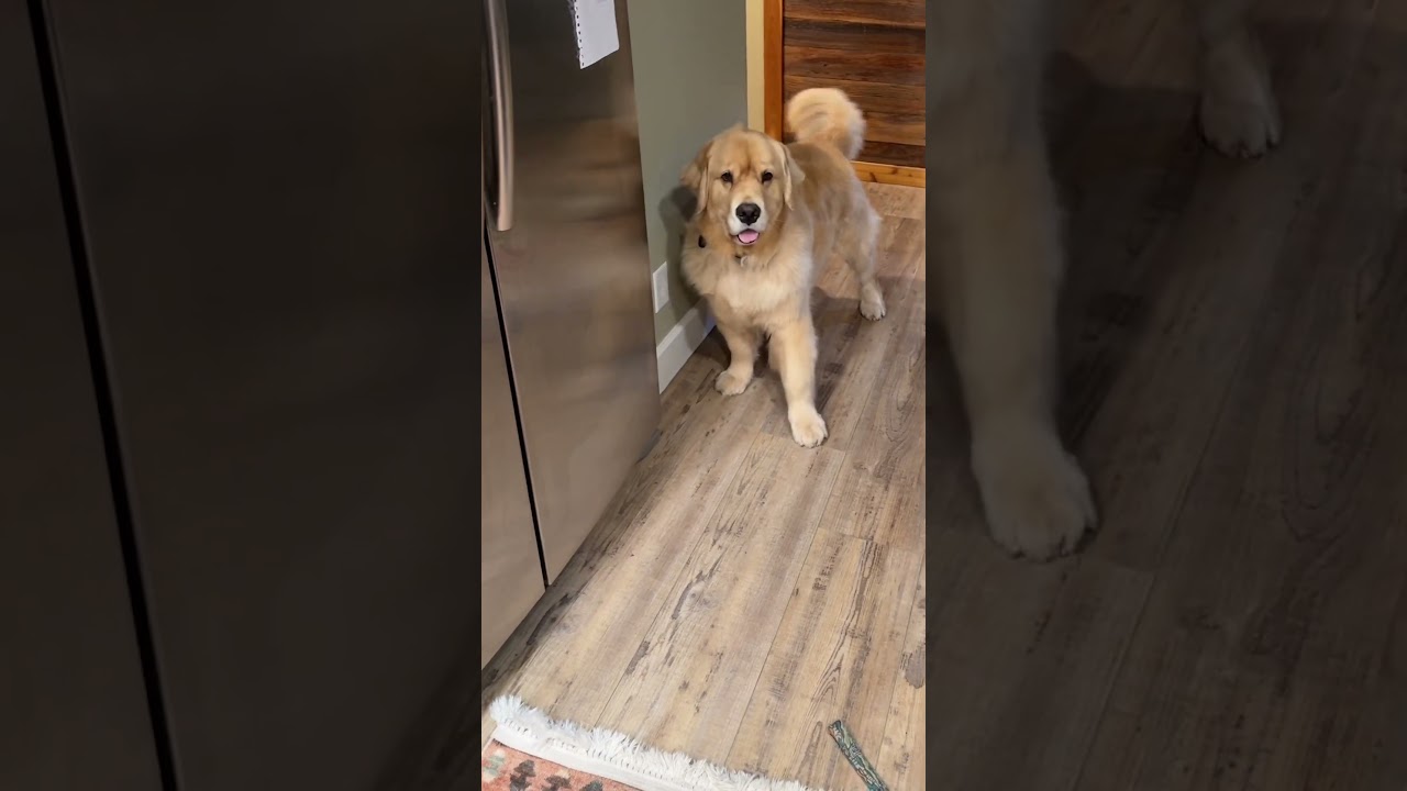 My Golden Retriever Is So Annoying When He Wants A Treat