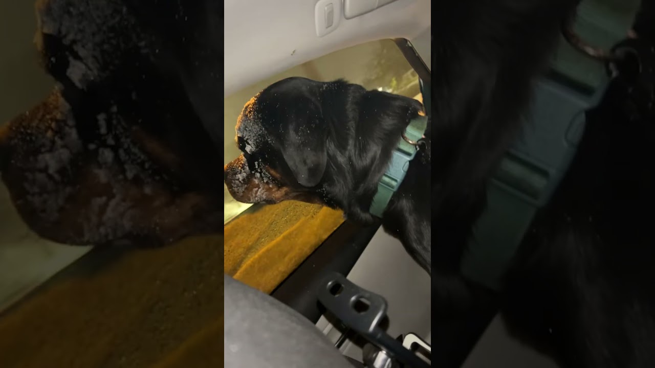 My Rottweiler Loves The Snow!