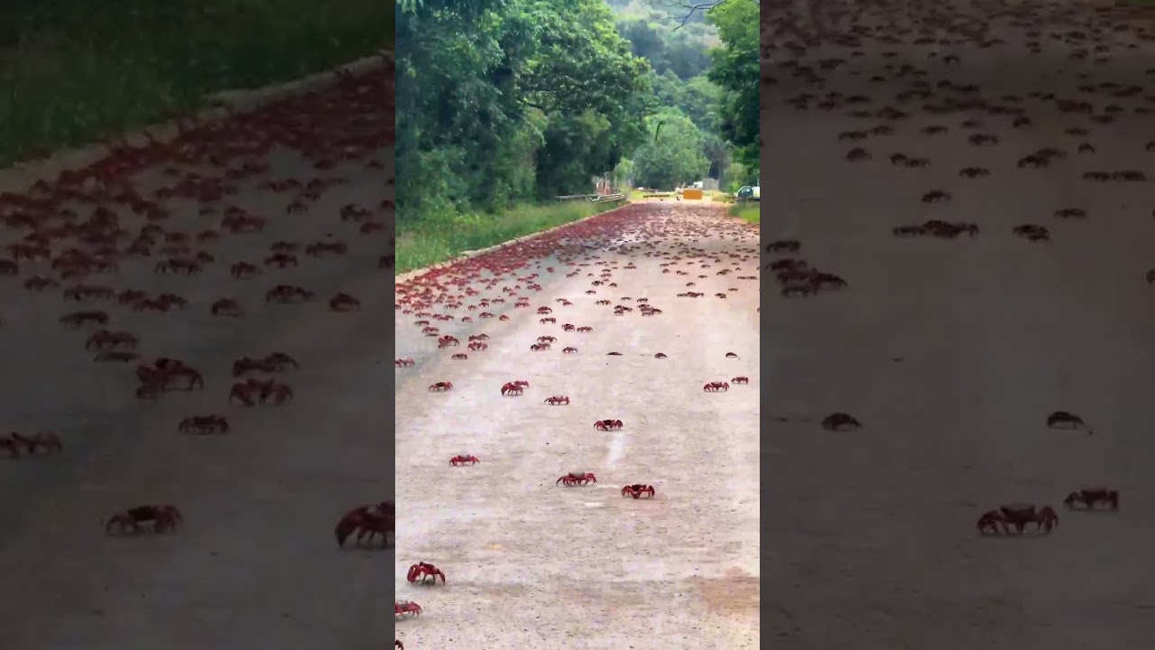 CRAZY VIDEO! Red Crabs On Their Way To Beach Rave 🦀👏 #nature