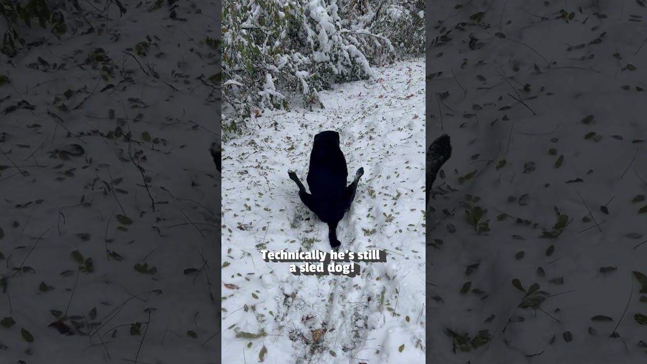 That’s…one way to get around 🤣❄️ #Dog #Snow #FunnyDog