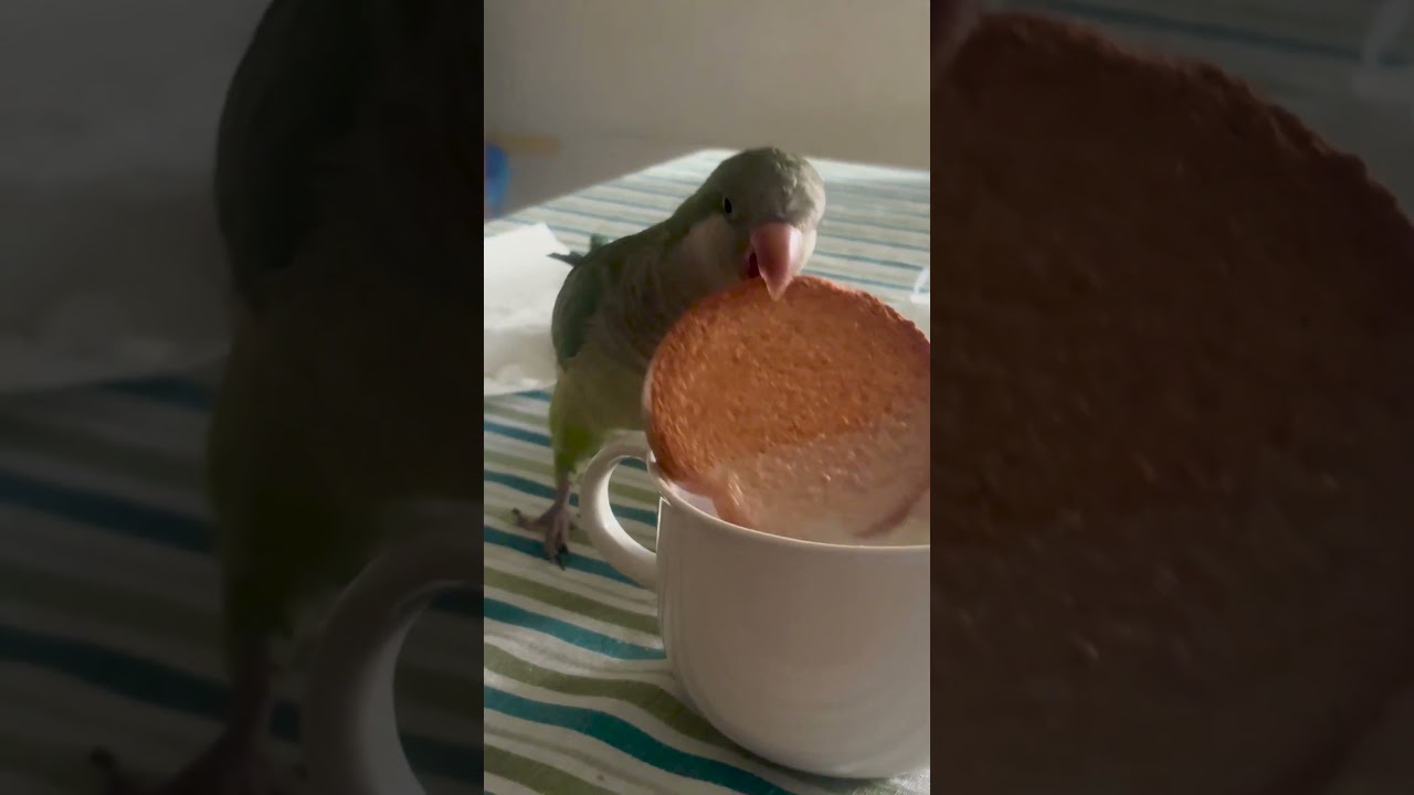 My Parrot Dips His Cookies Himself Before Eating Them 😌🎩🦜
