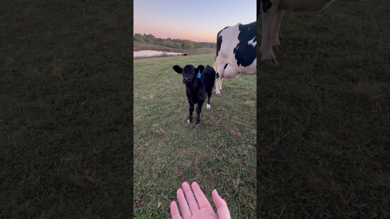 Let's get the hooman in trouble with mama 🐄🤣🙅‍♀️