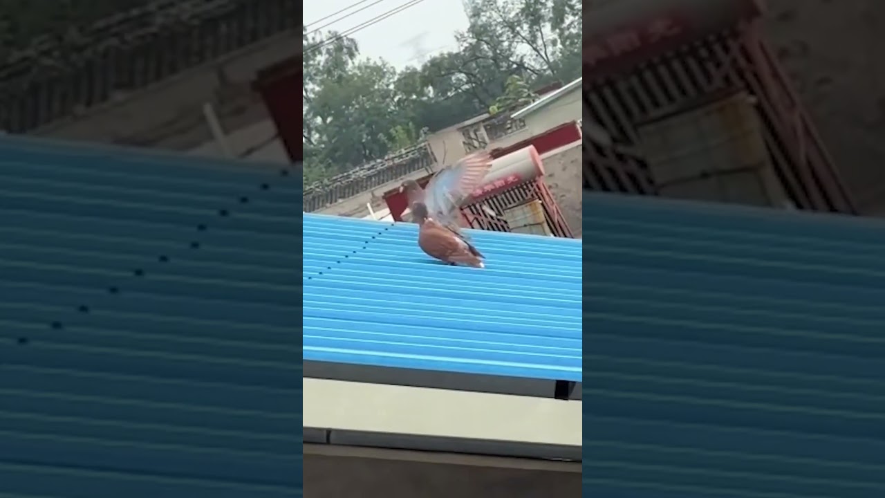 Pigeons Turn Roof Into Slide