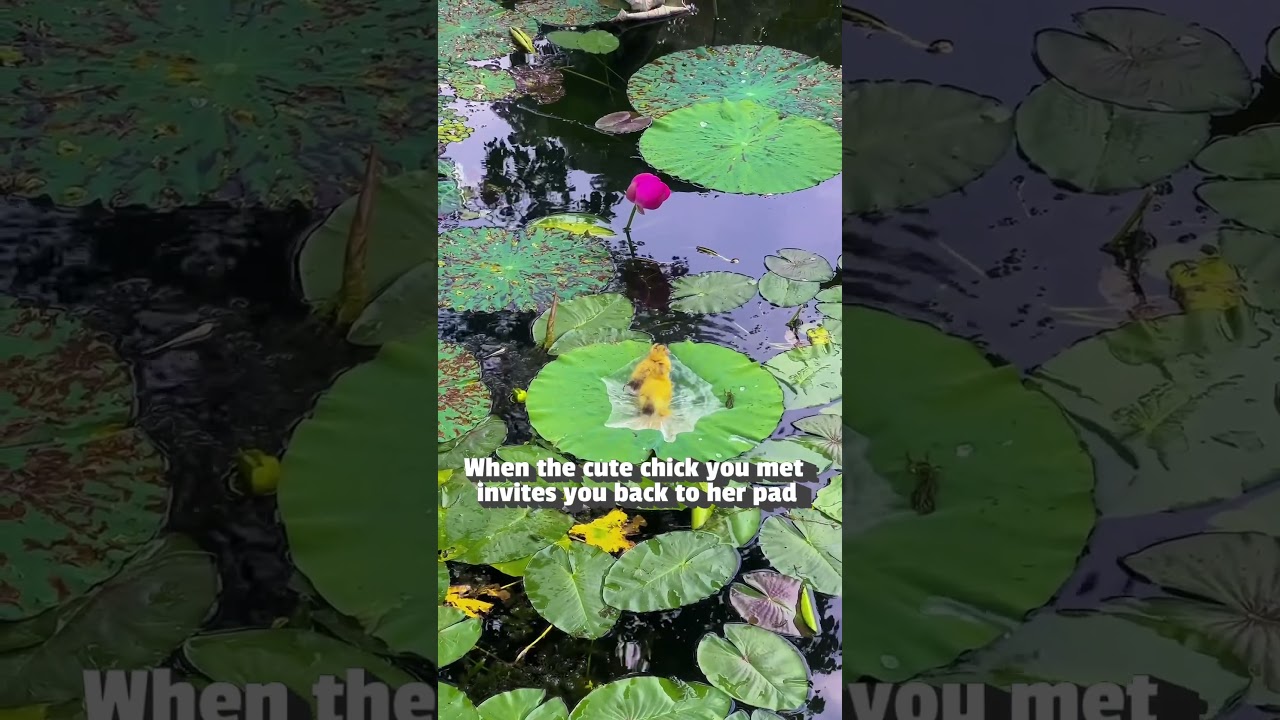In another life we were two ducklings playing on a lily pad together but you forgot 🐥🥺