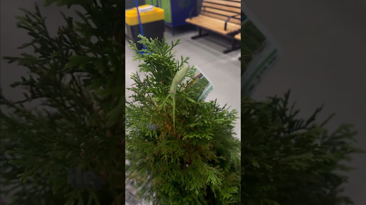 Praying Mantis Hitches Ride On Christmas Tree