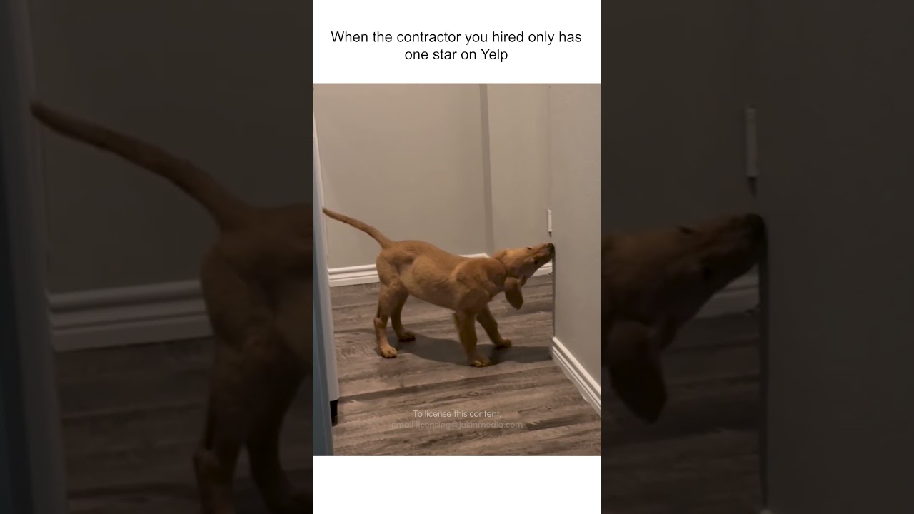 Puppy Keeps Eating My Walls! 😰