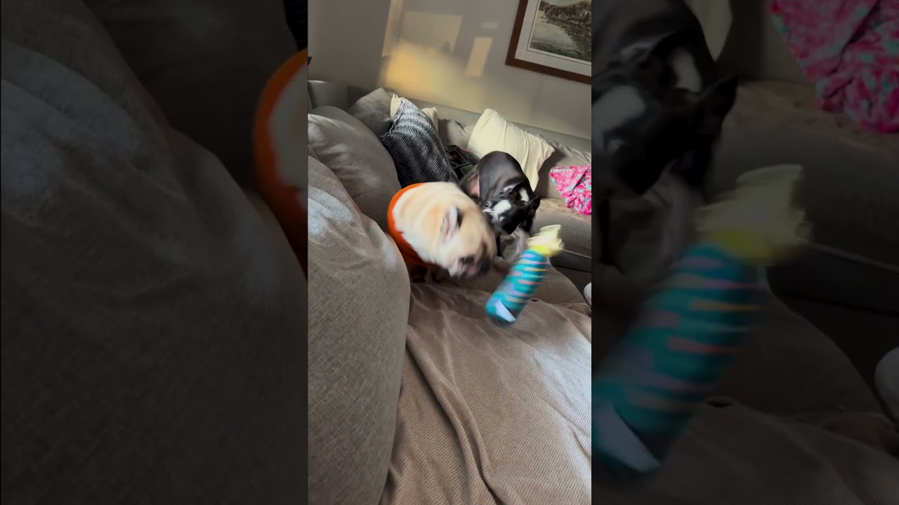 Puppy Steals Sweater Off Of Pug