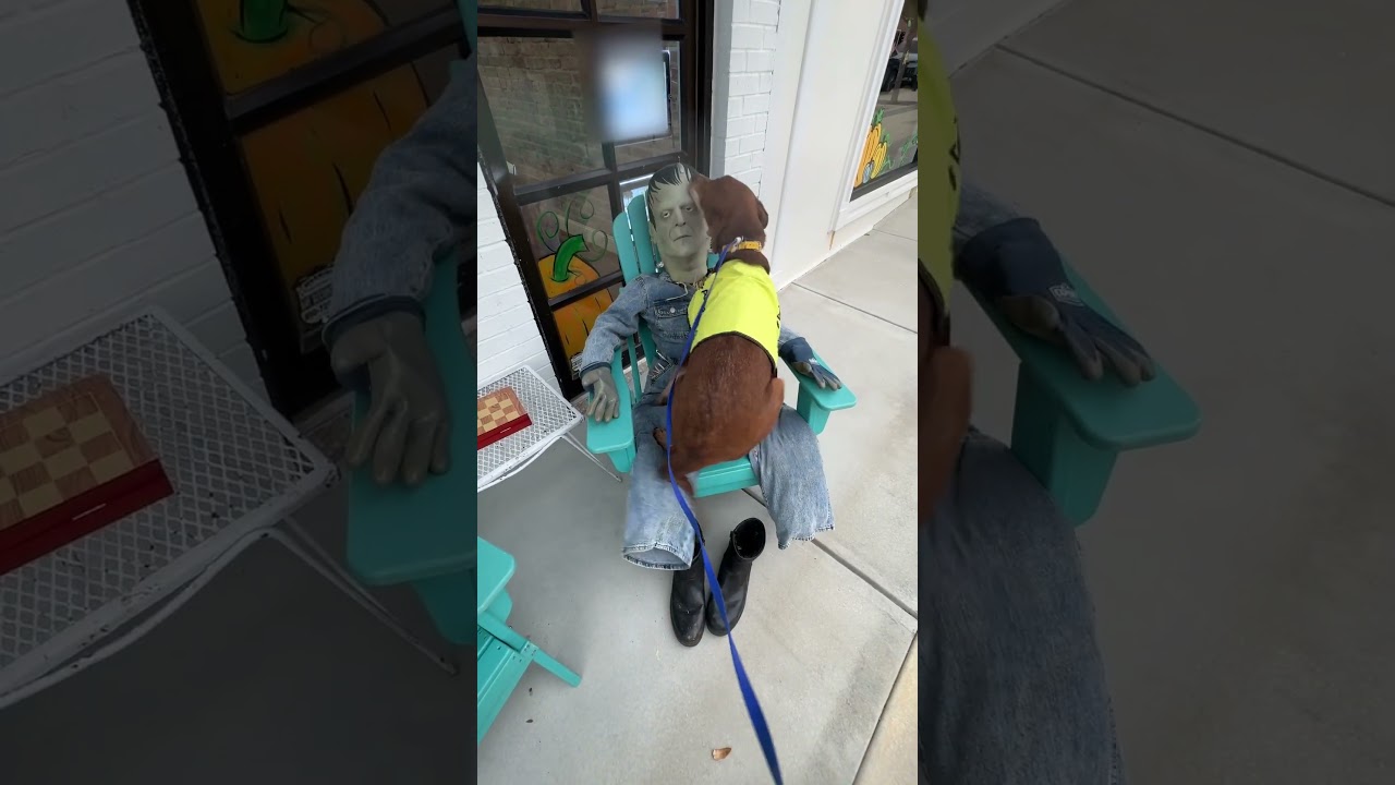 Rescue Dog Loves Frankenstein!