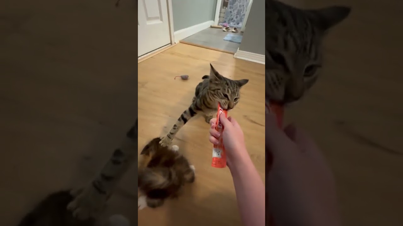 She is not into sharing 🤣✋🐈 #Cats #CatLife #CatTreats #FunnyCat