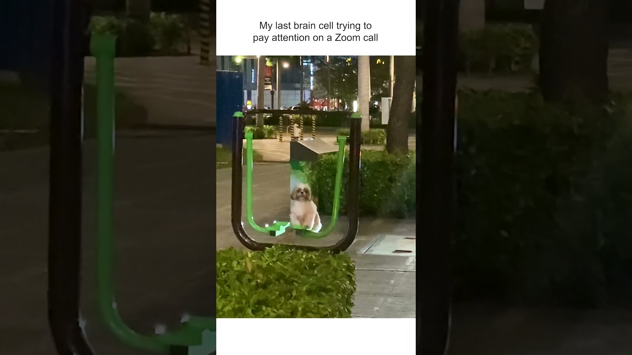 Shih Tzu Plays On Swings