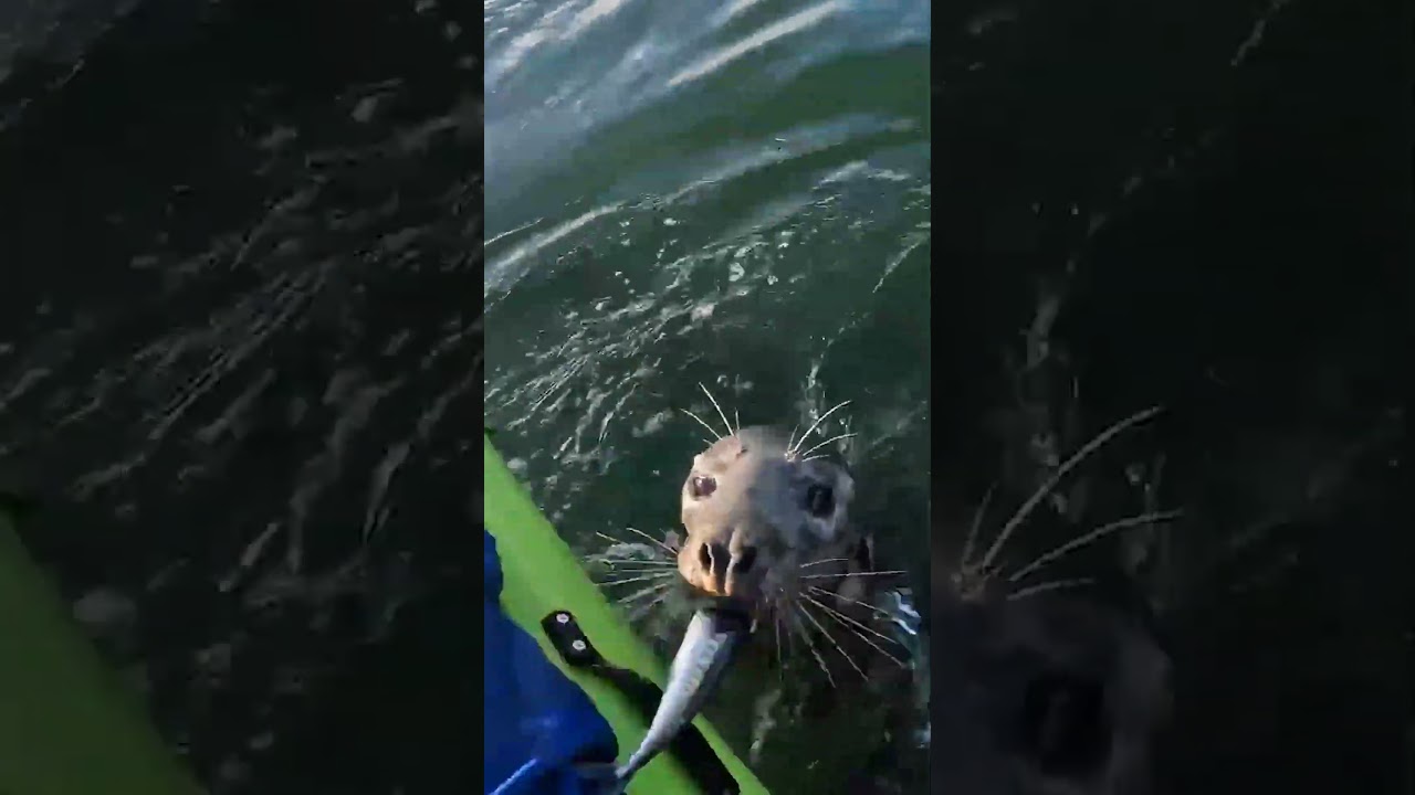 Sneaky Seal Steals Fish From Boat