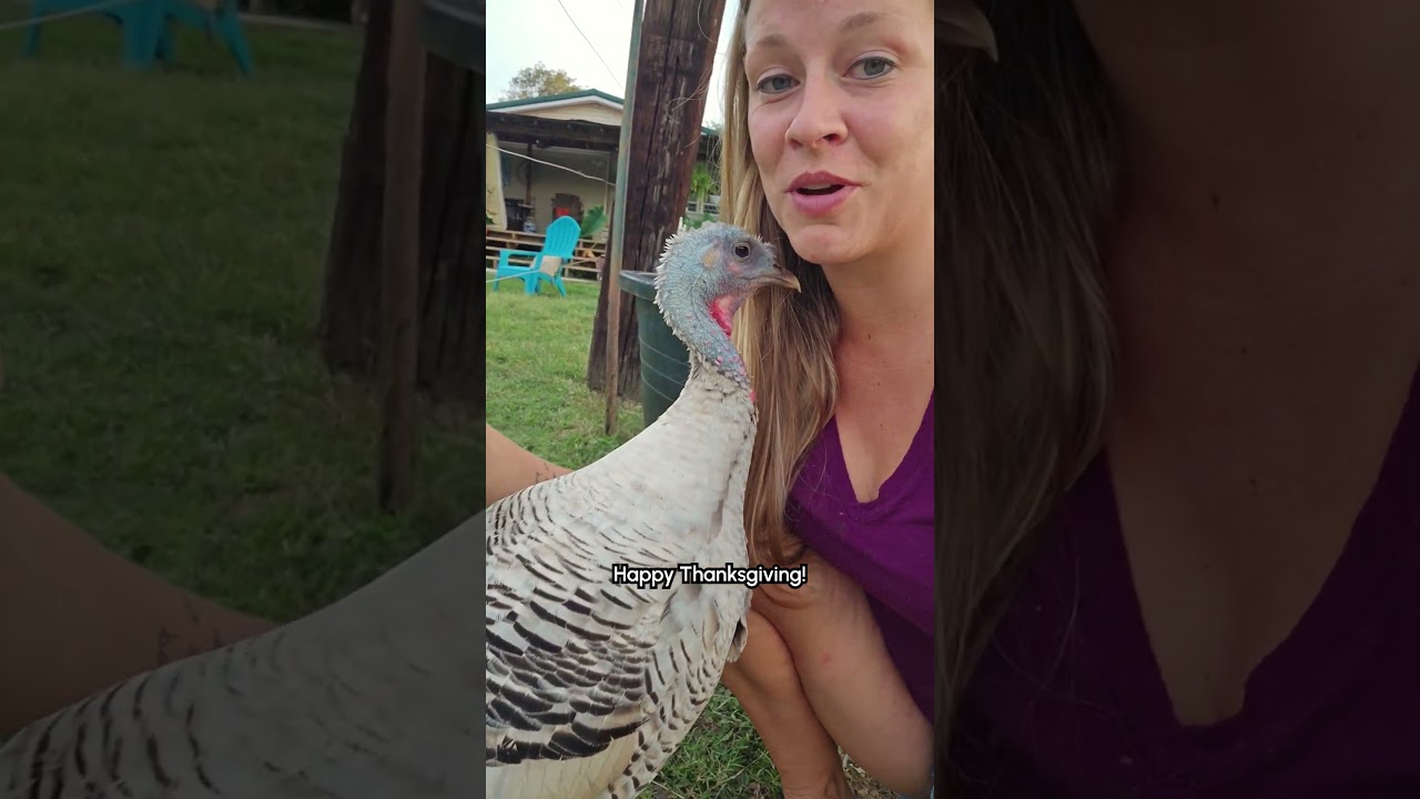 Sweet Turkey Loves To Cuddle!