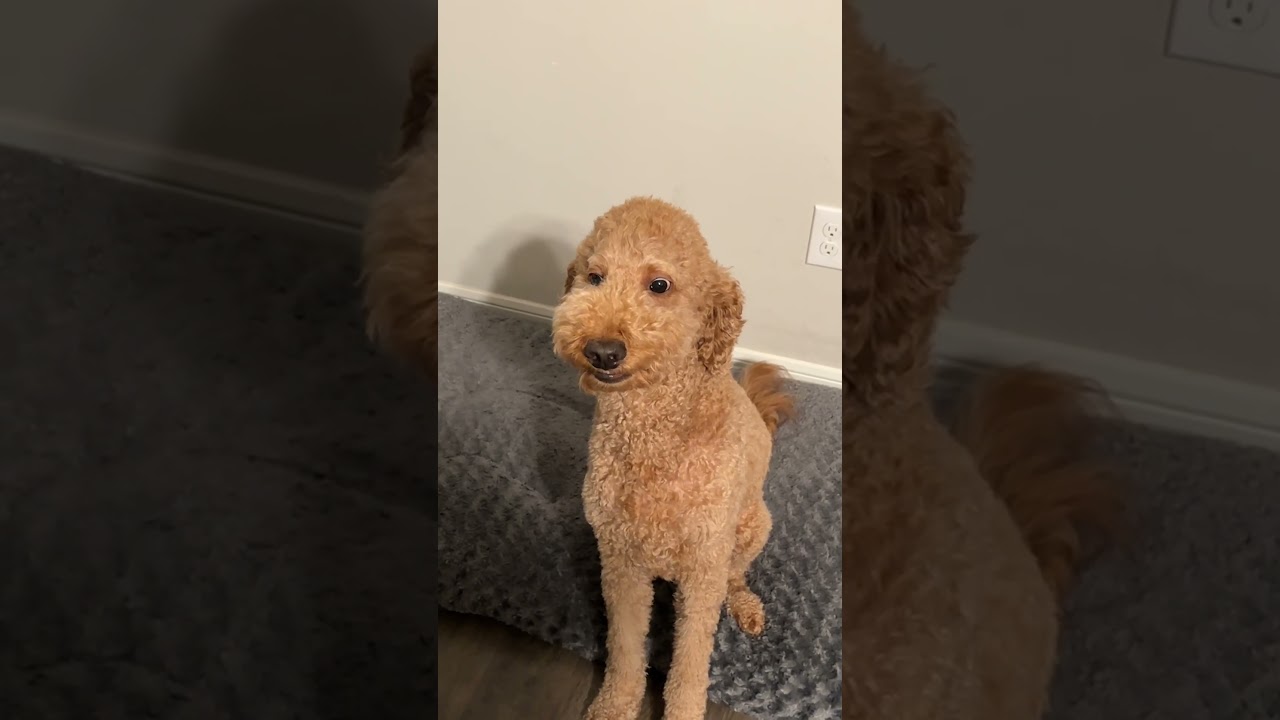 Telling My Dog A Joke And Laughing Weirdly To See His Reaction