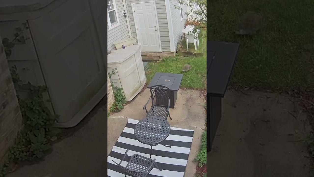 The Most Hilarious Animals Caught On Camera Of 2025!