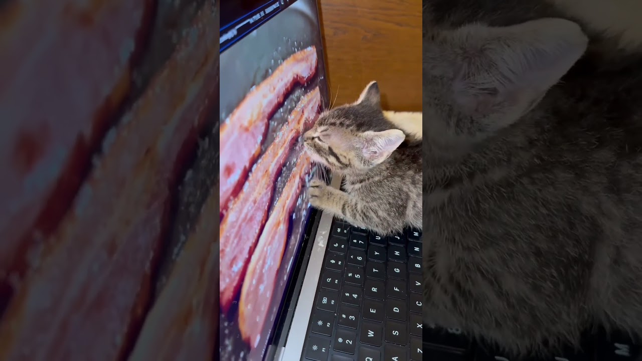Tiny Kitten Desperately Tries To Eat Bacon Off Computer Screen