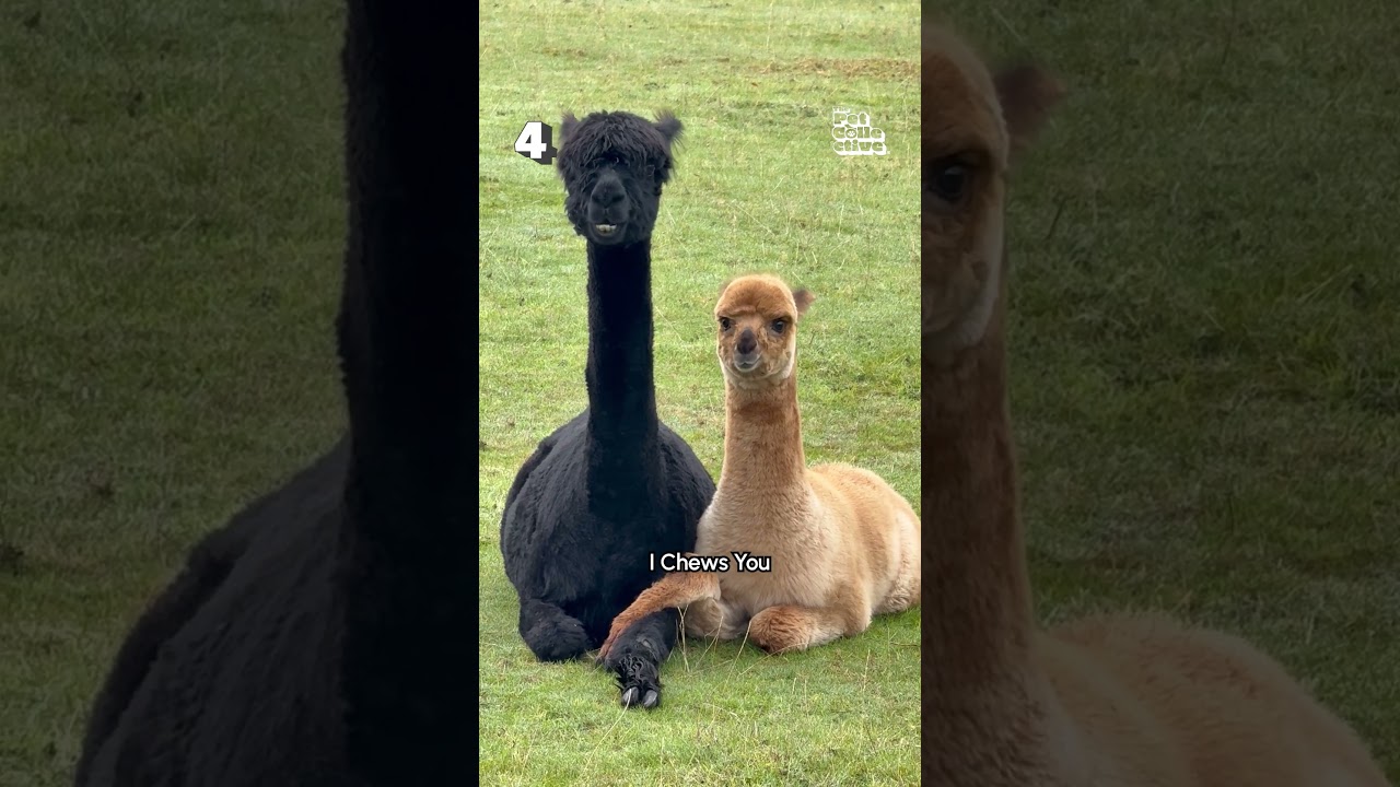 Top 10 Funniest Animal Videos Of This Week!