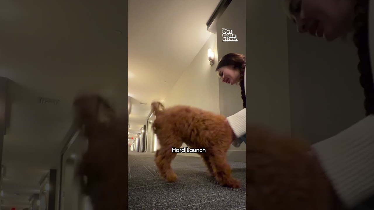 Top 10 Hilarious Pet Videos!